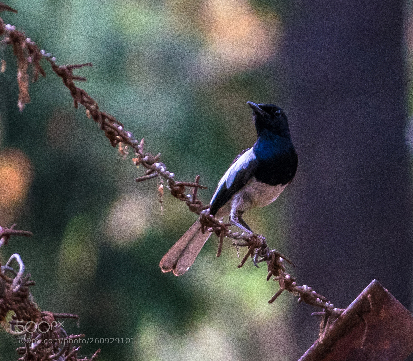 Nikon D5300 sample photo. Magpie robin  photography
