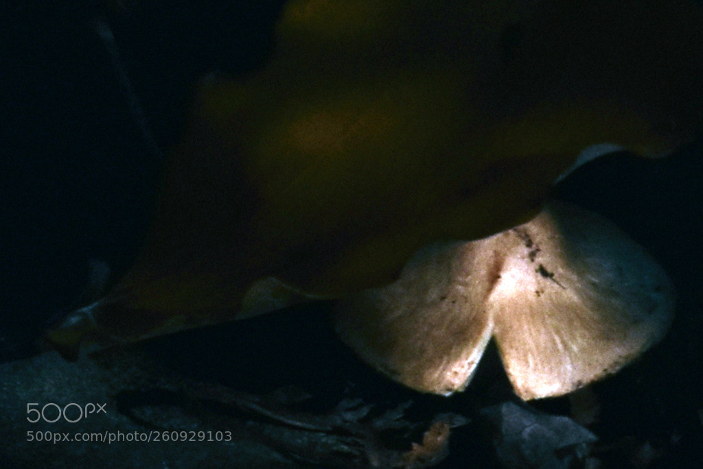 Nikon D5600 sample photo. Mushroom under a leaf ~ photography