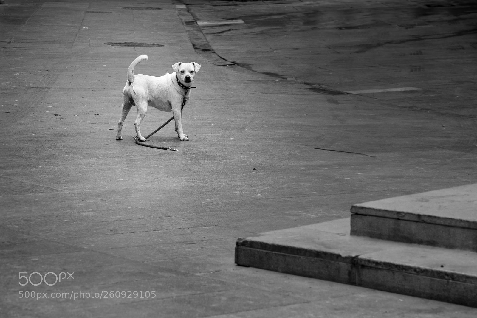 Sony Cyber-shot DSC-RX10 III sample photo. Homeless dog photography