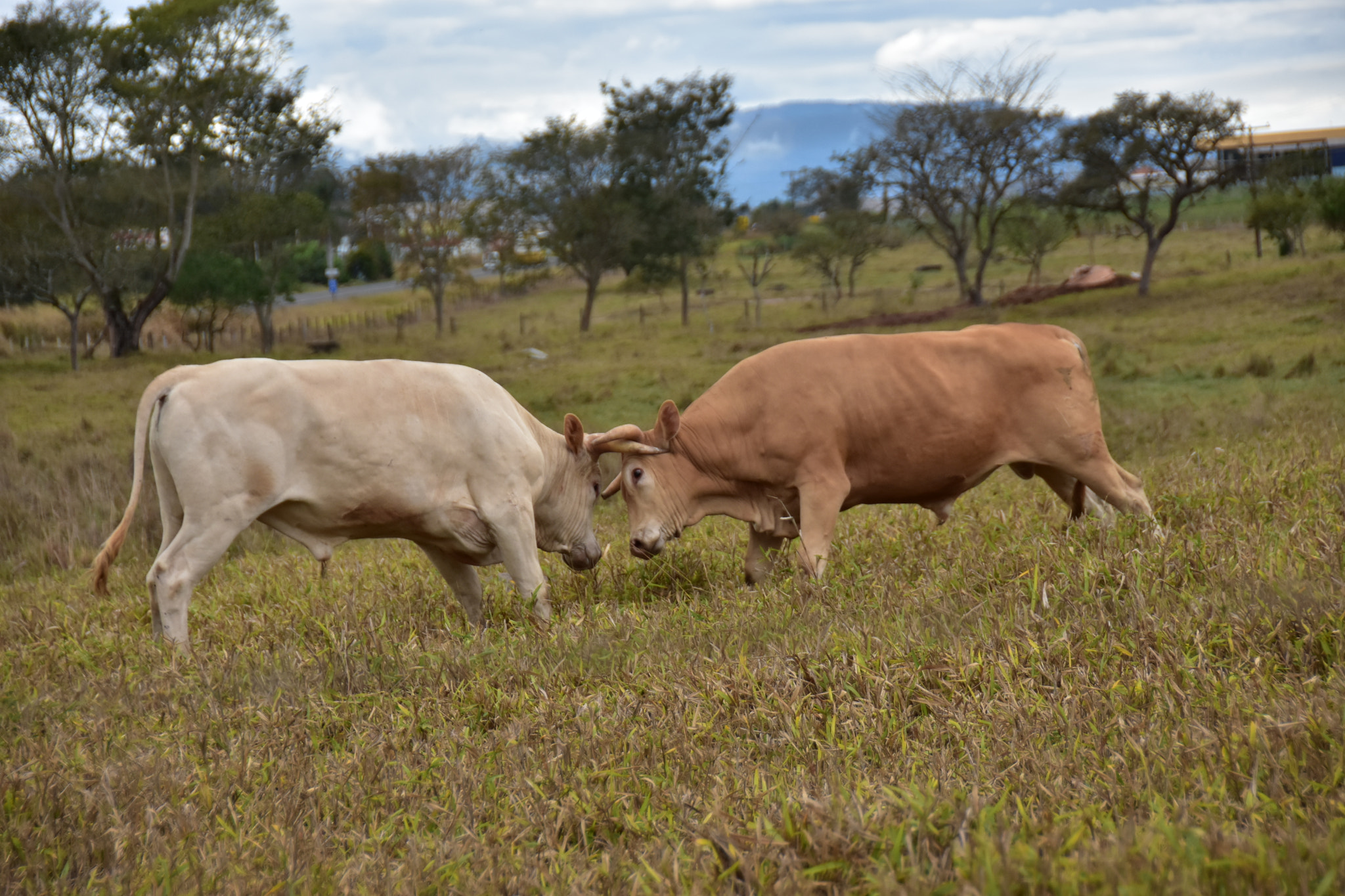 Nikon D7200 sample photo
