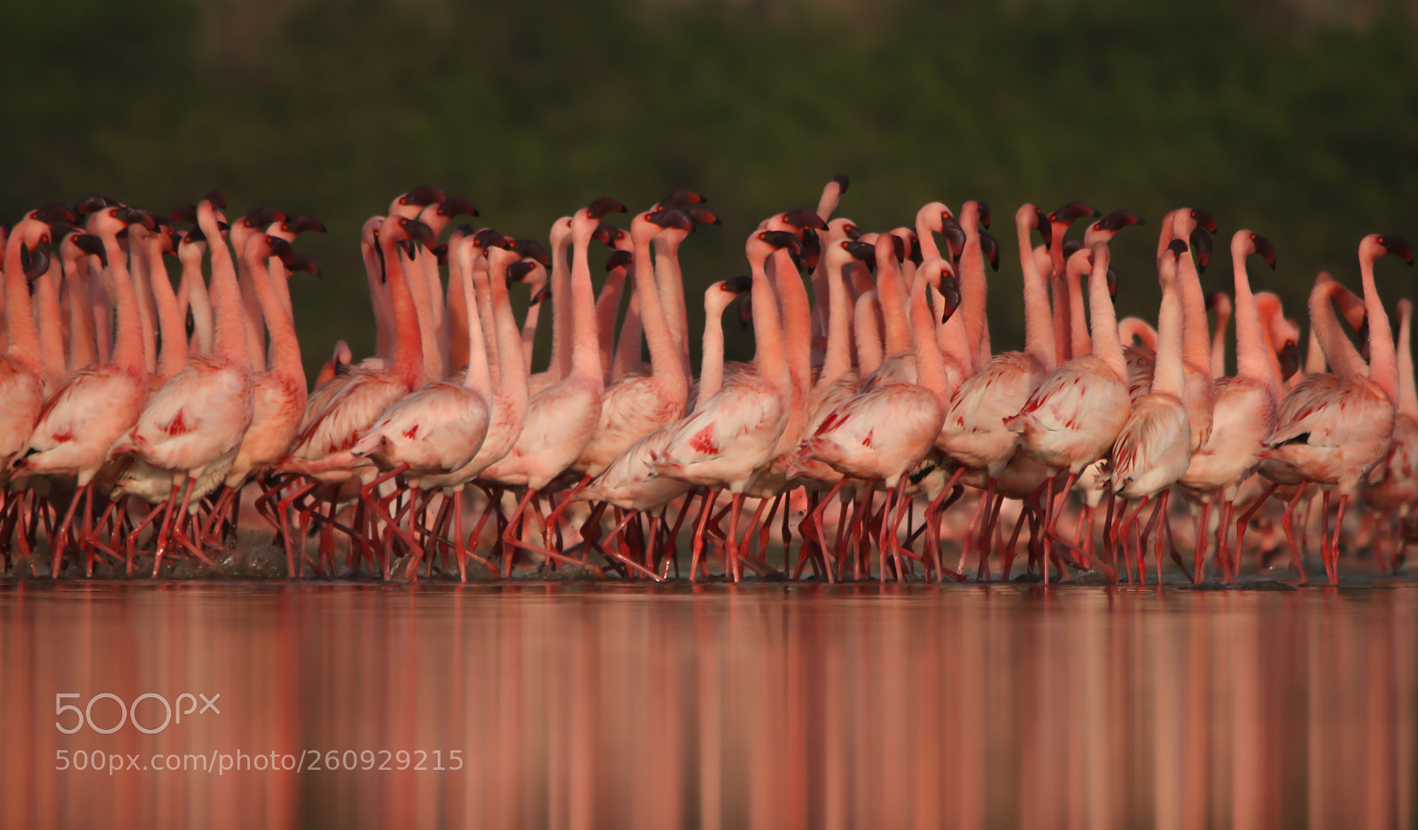 Canon EOS 80D sample photo. Lesser flamingos photography