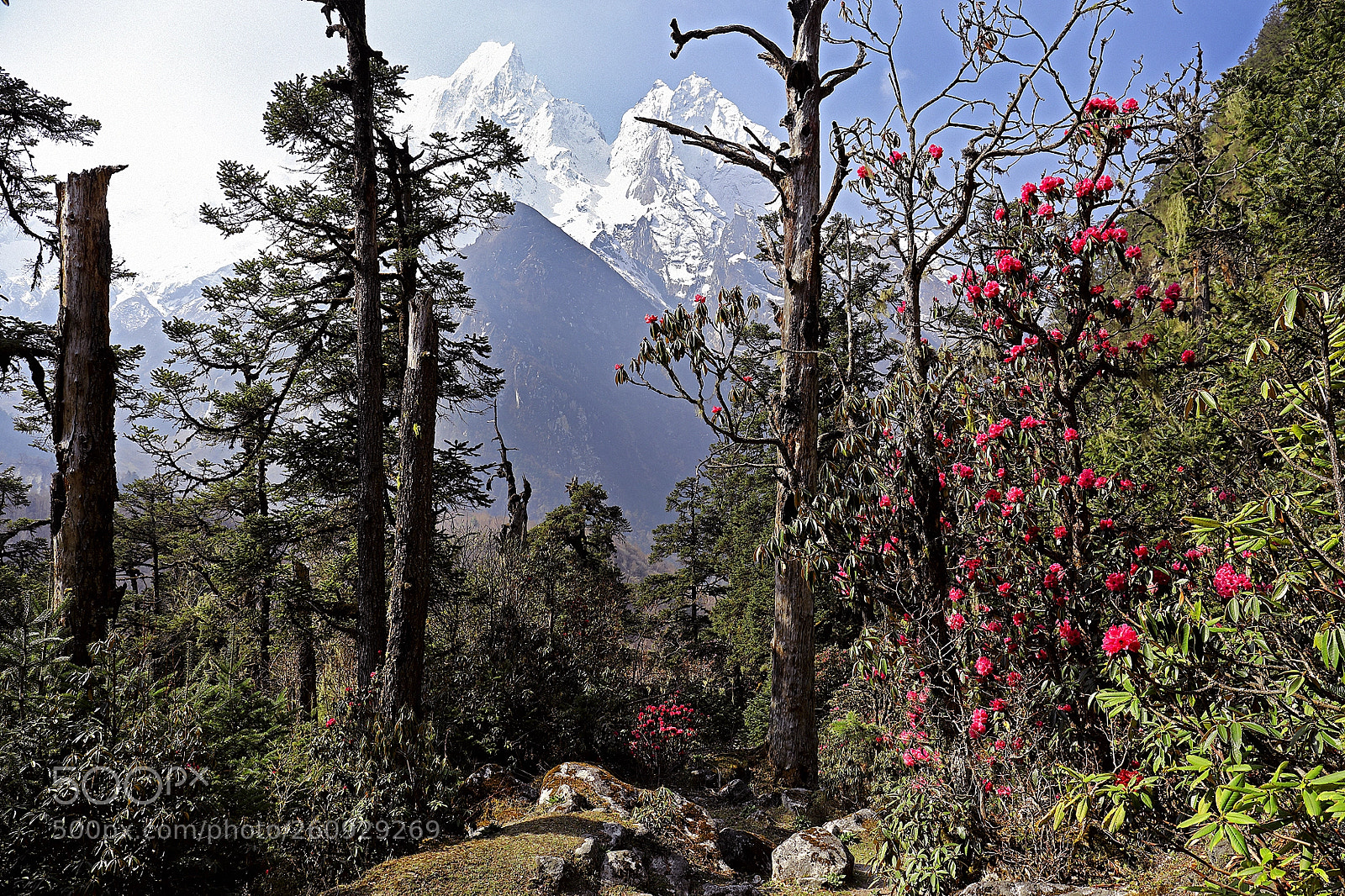 Canon EOS 5D Mark IV sample photo. Flowering himalayas photography