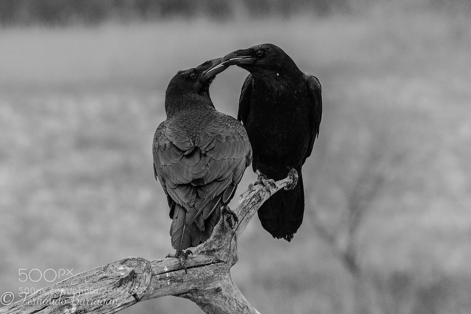 Nikon D500 sample photo. Cuervos en b n photography