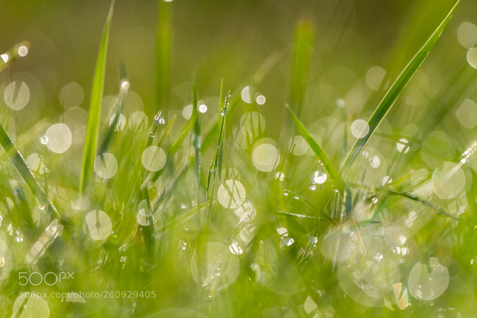 Canon EOS 7D sample photo. Morning grass photography