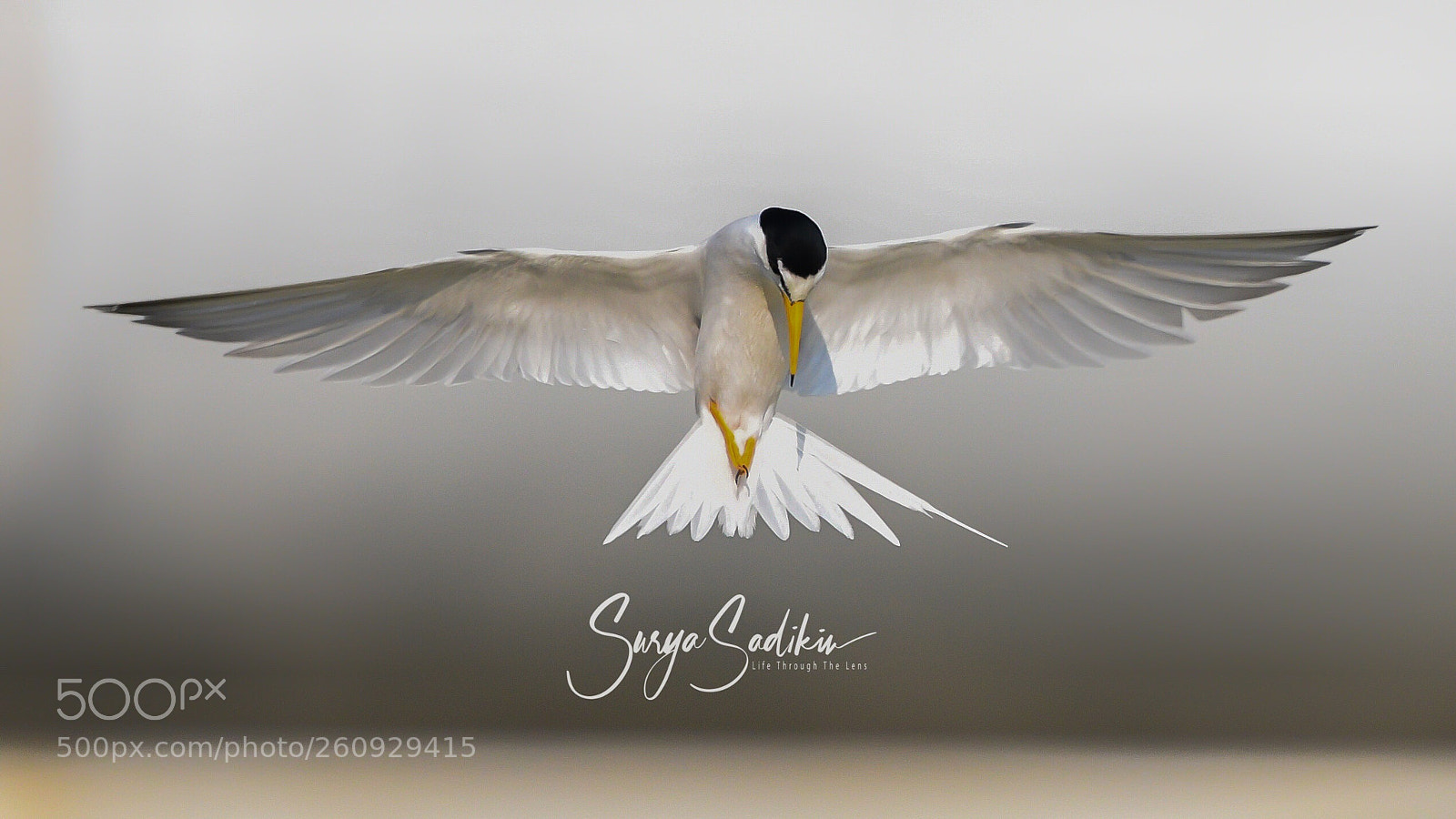 Nikon D850 sample photo. Holy bird photography