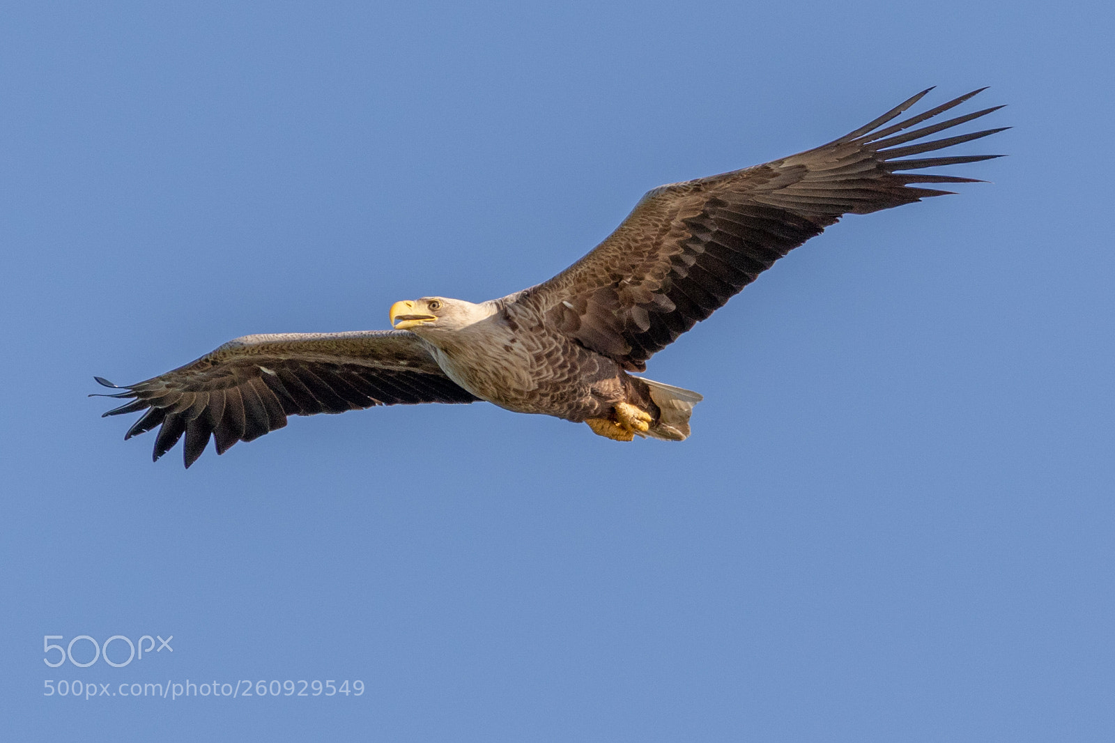 Canon EOS 7D Mark II sample photo. Eagle in flight photography