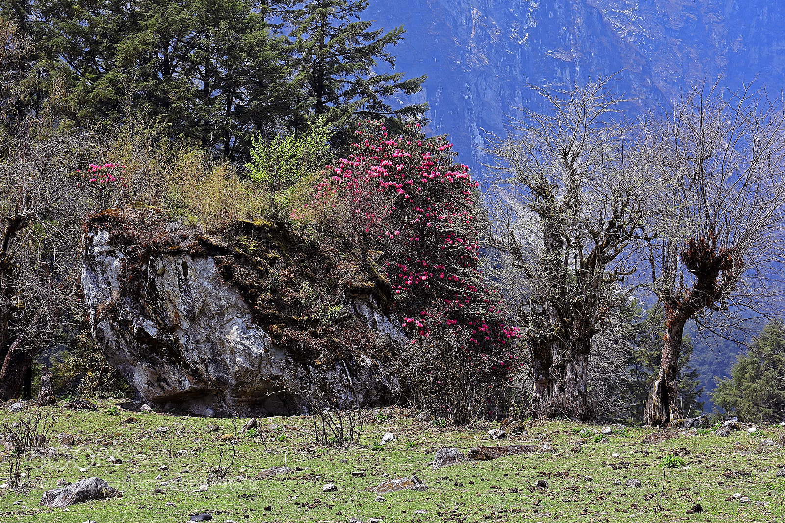 Canon EOS 5D Mark IV sample photo. Flowering himalayas photography