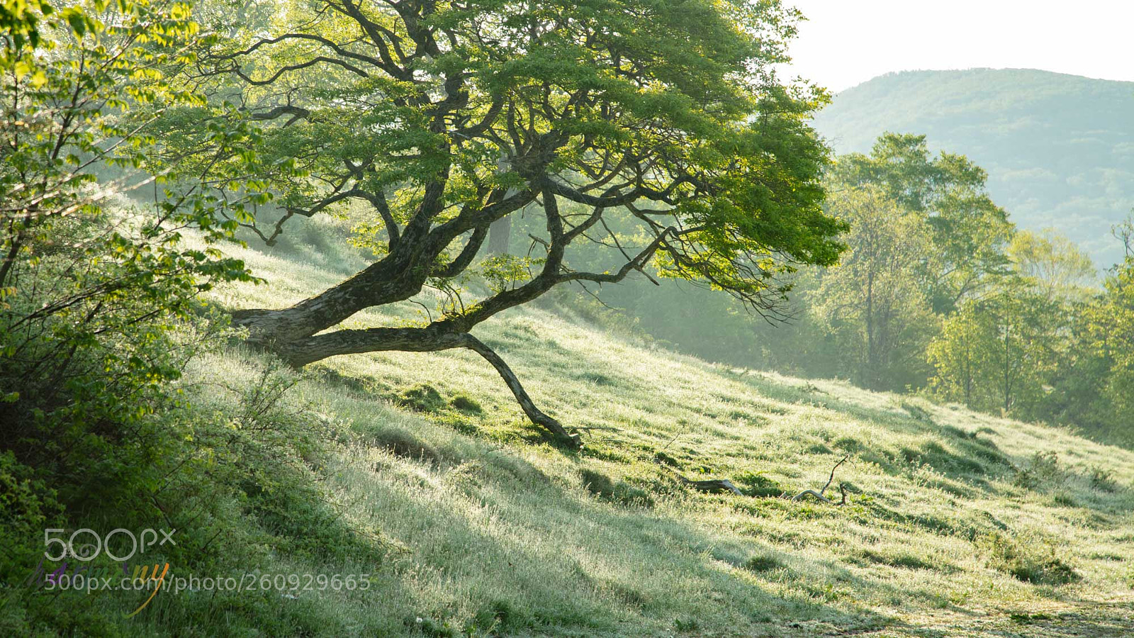Canon EOS 5DS sample photo. Tree under backlight photography