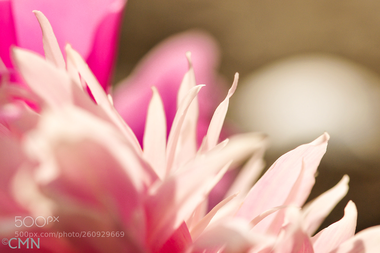 Nikon D300S sample photo. Shine bright photography