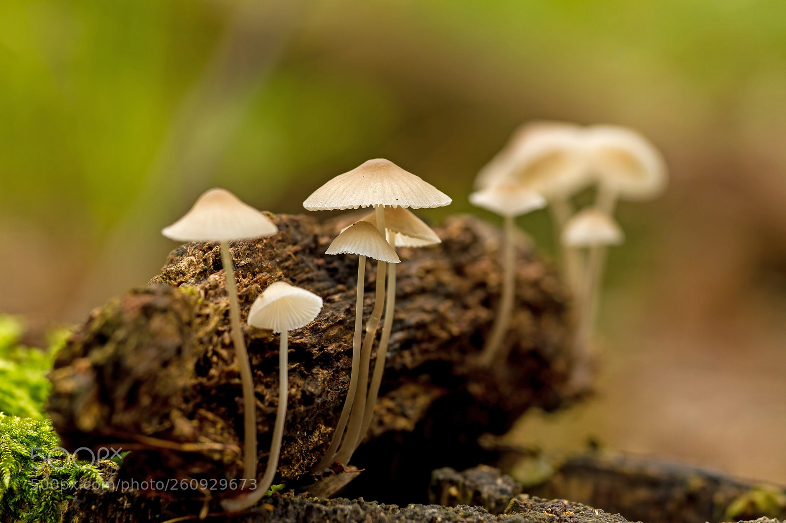 Canon EOS 7D sample photo. Nice close up picture photography