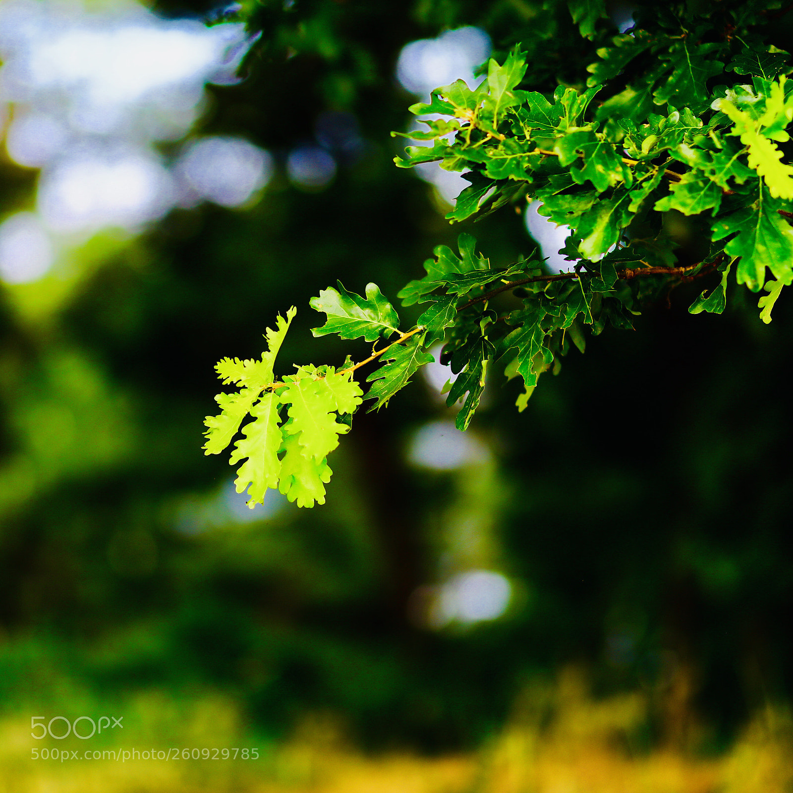 Canon EOS 5DS sample photo. Greenhorn photography