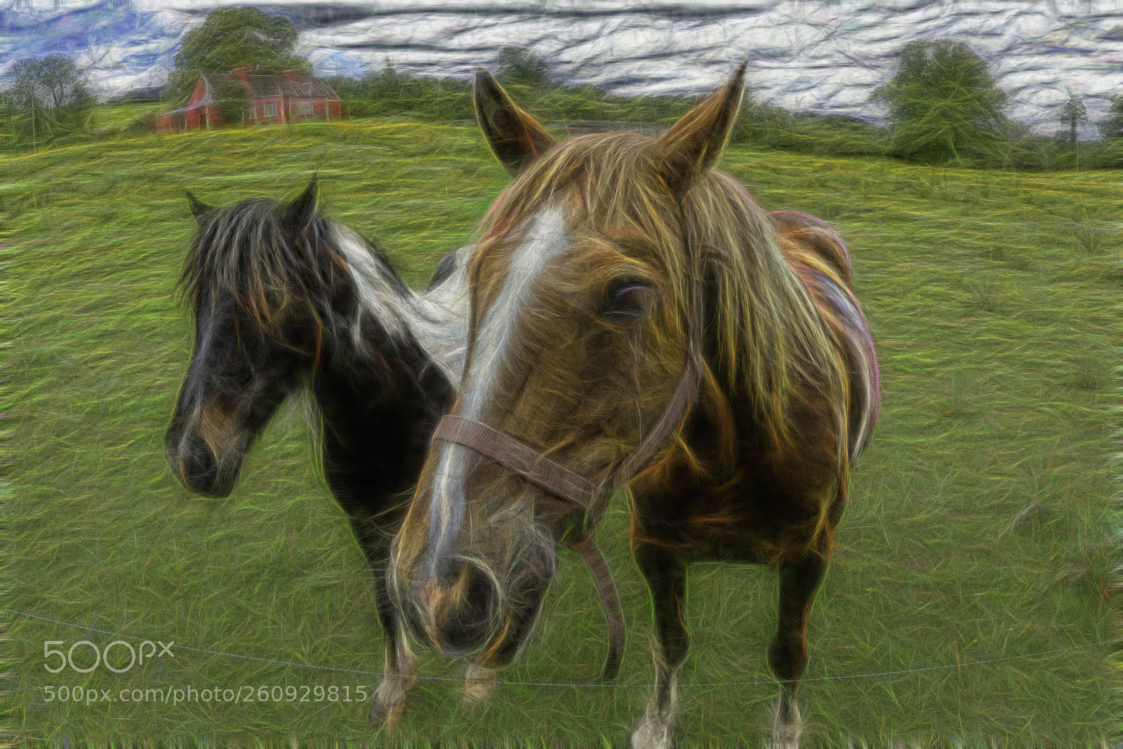 Nikon D810 sample photo. Horses edited in fractalius photography