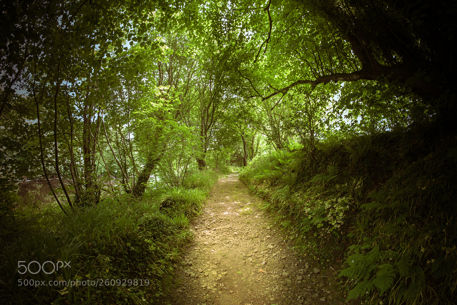 Nikon D810 sample photo. Lonely road from river photography
