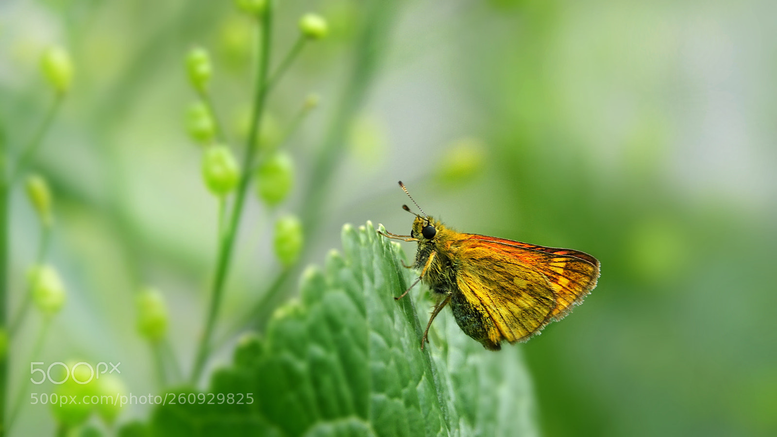 Sony Cyber-shot DSC-RX10 III sample photo. Naturwiesen photography