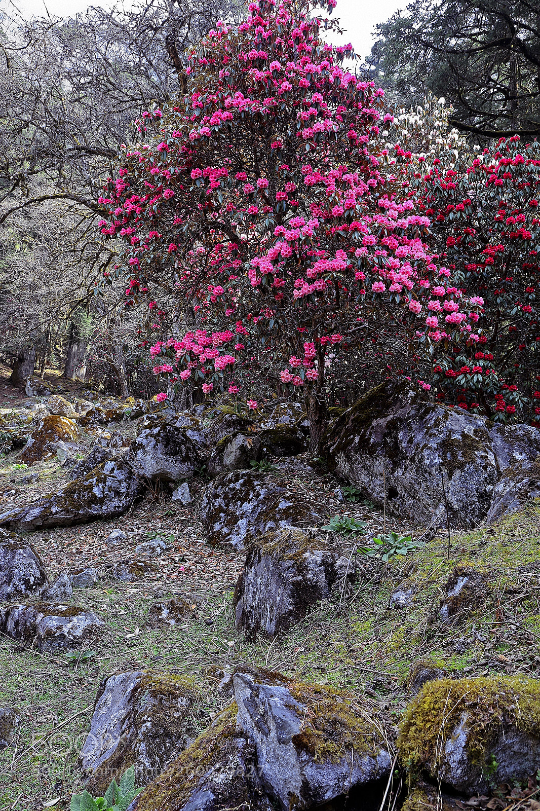 Canon EOS 5D Mark IV sample photo. Flowering himalayas photography