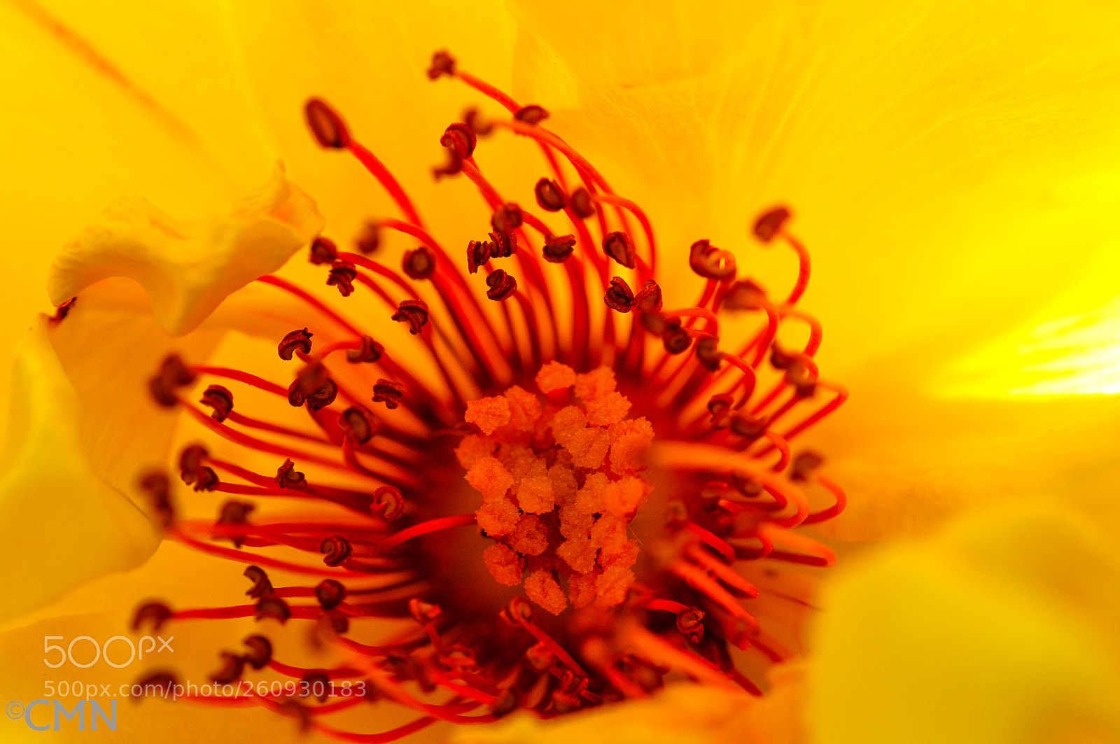 Nikon D300S sample photo. Flower power fireworks photography