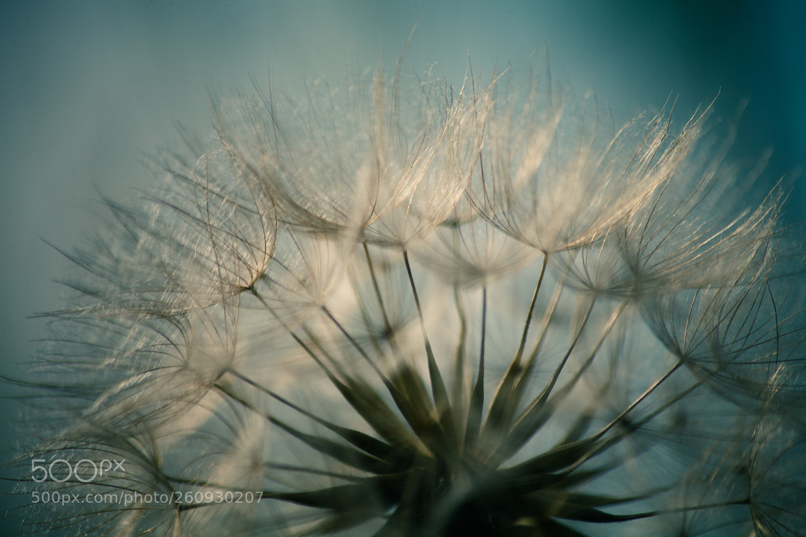 Canon EOS 5D Mark II sample photo. Untitled photography