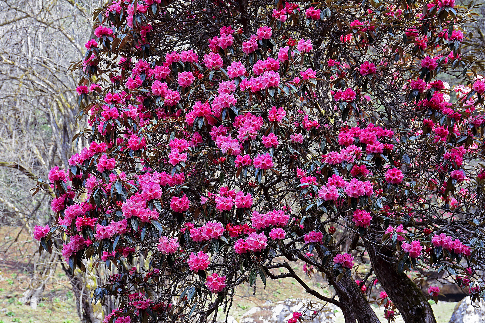 Canon EOS 5D Mark IV sample photo. Flowers of the himalayas photography