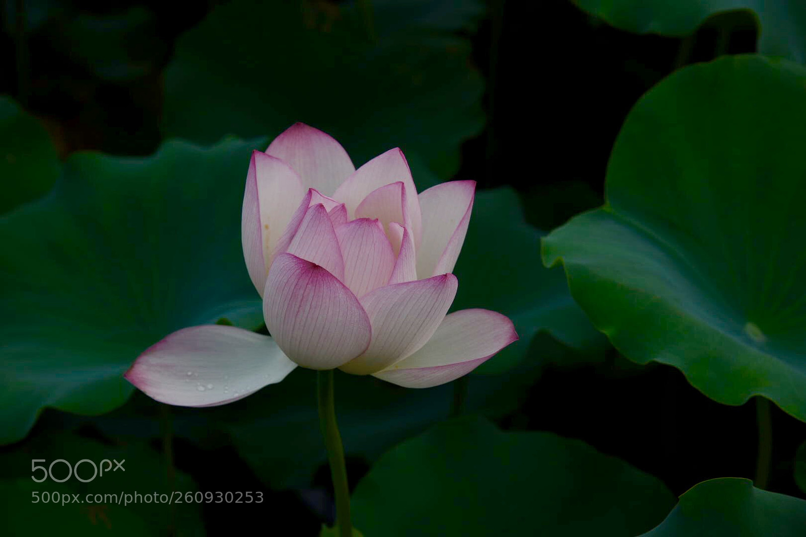 Nikon D750 sample photo. 蓮 lotus photography