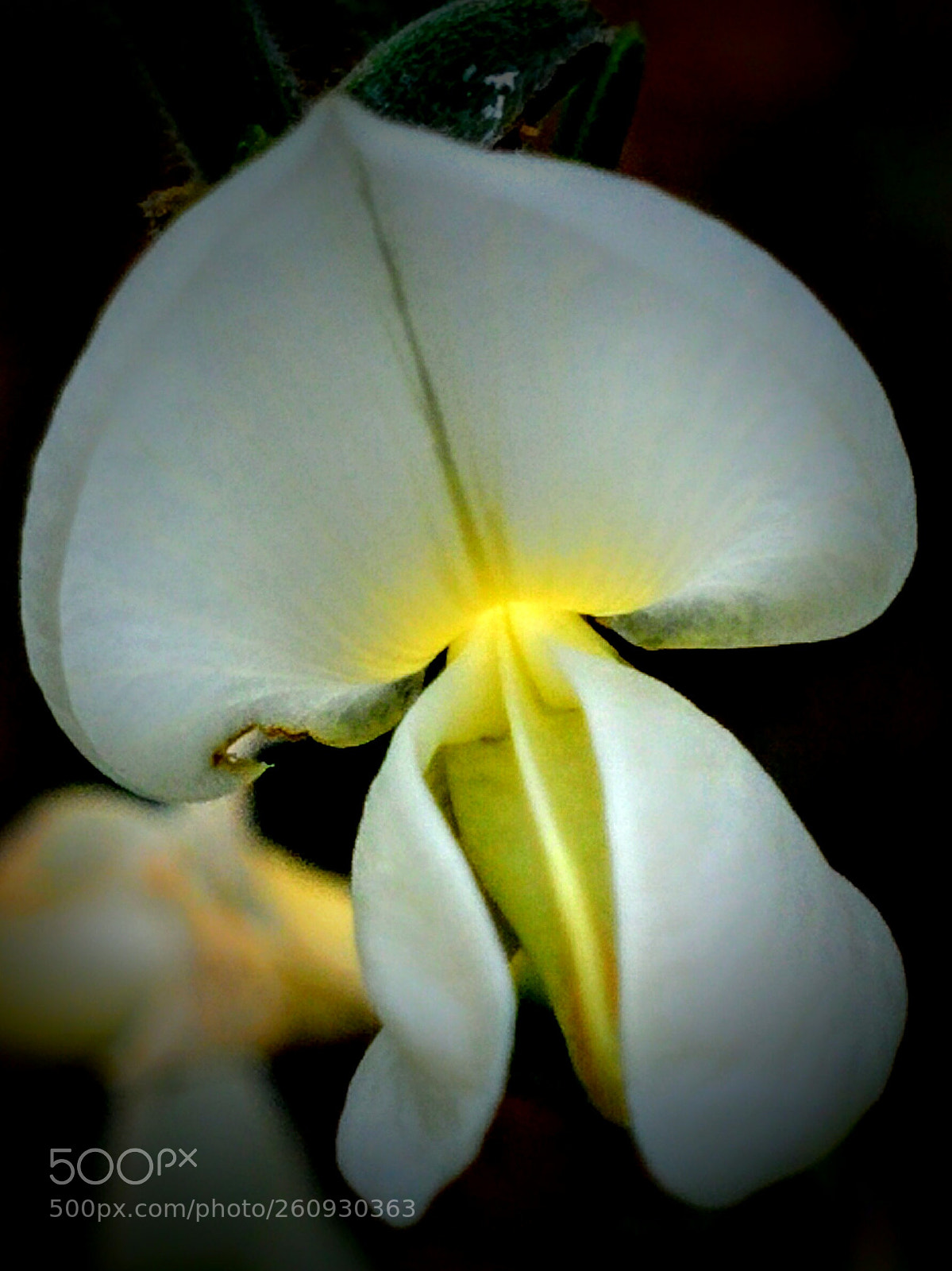 LG Nexus 5 sample photo. Cytisus multiflorus photography