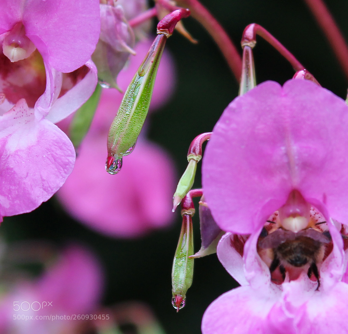 Canon EOS 1200D (EOS Rebel T5 / EOS Kiss X70 / EOS Hi) sample photo. Water drops photography