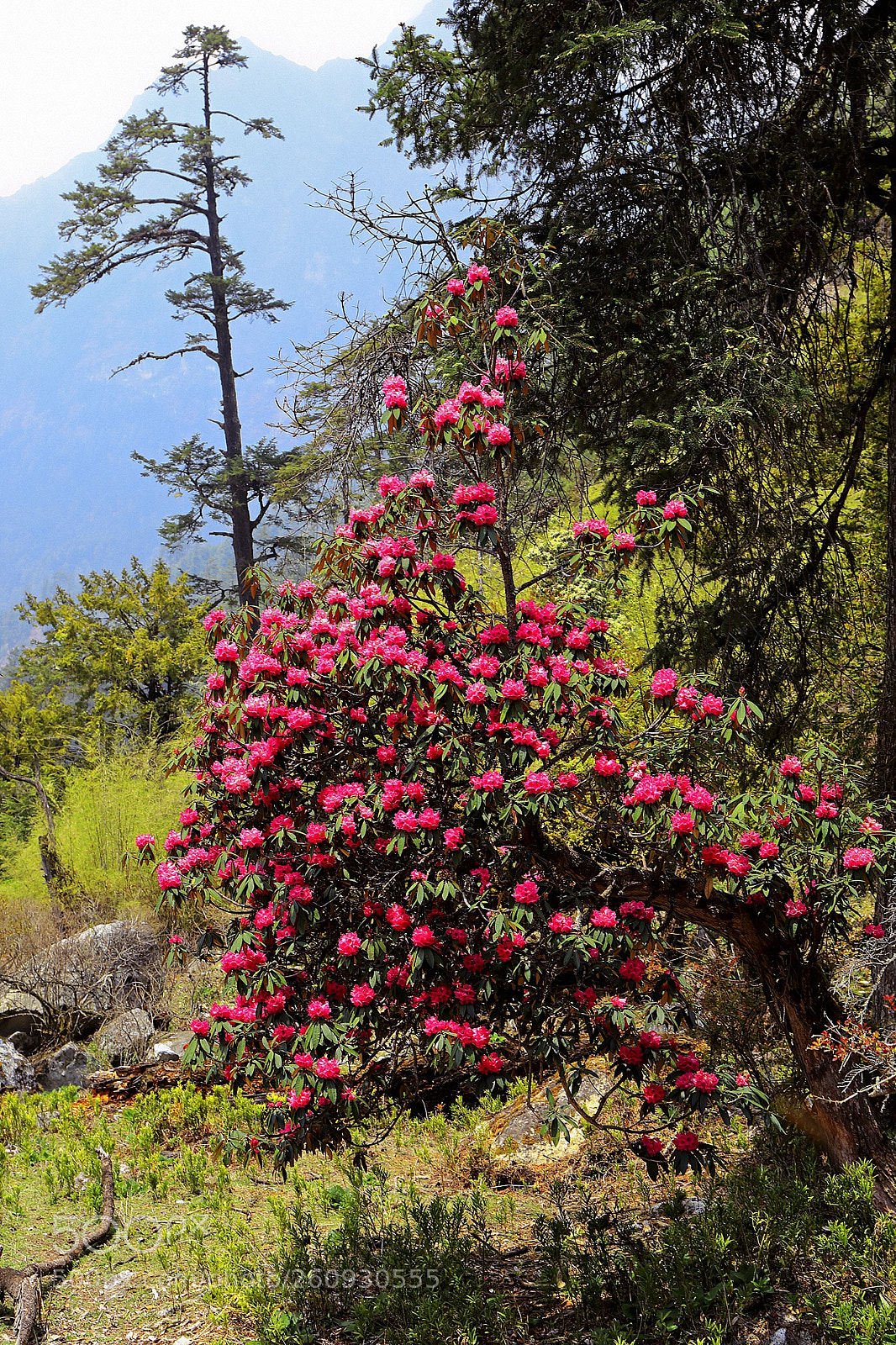 Canon EOS 5D Mark IV sample photo. Flowers of the himalayas photography