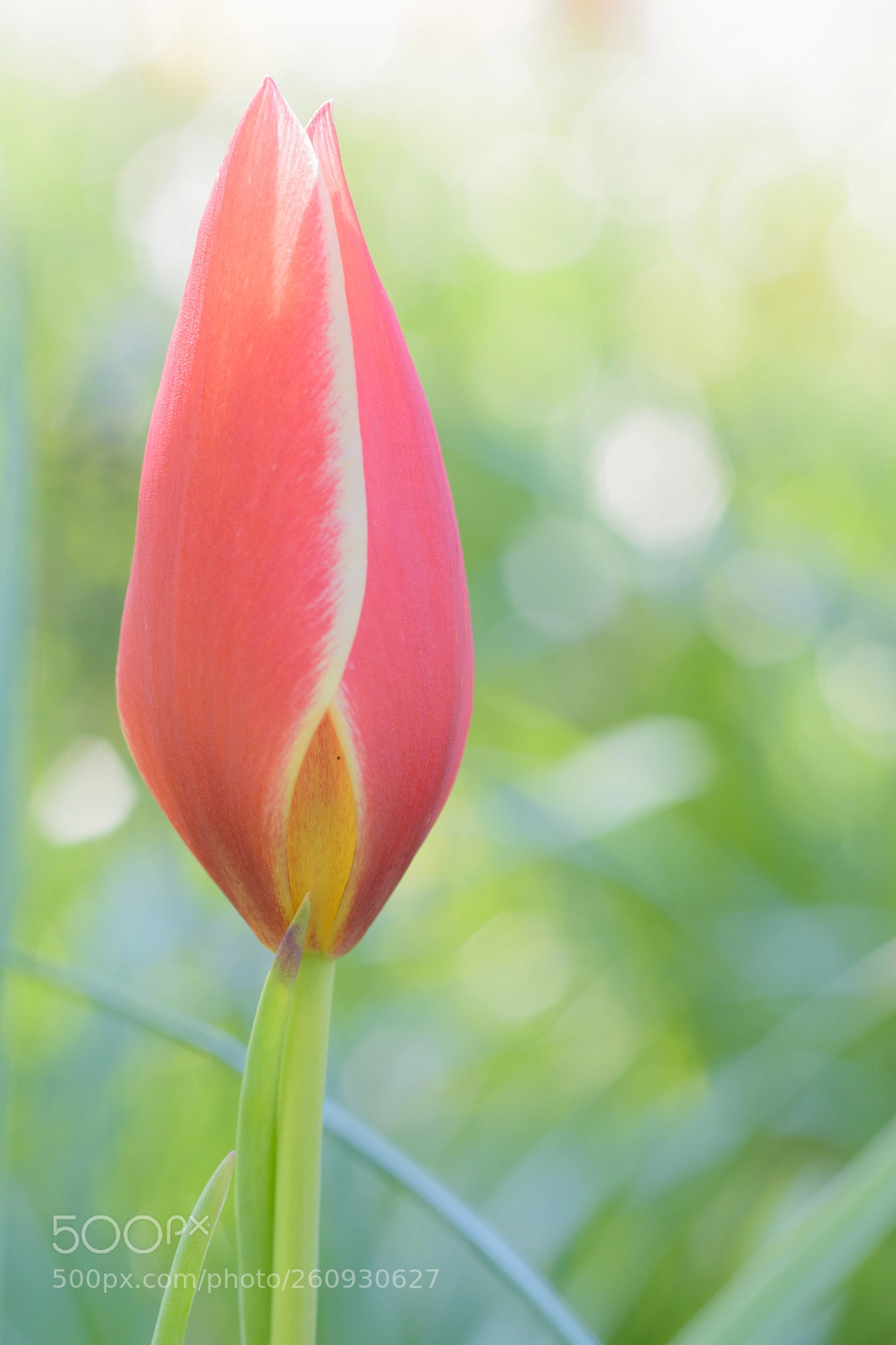 Nikon D5500 sample photo. If i could turn photography