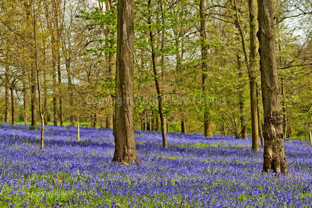 Nikon D3000 sample photo. Bluebell woods at the photography