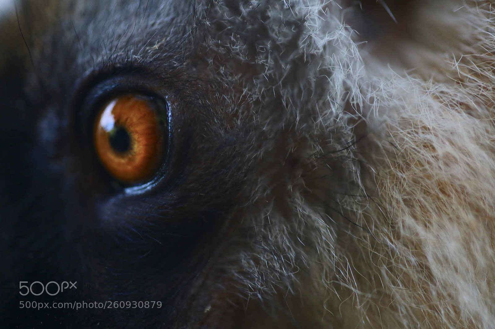 Canon EOS 6D sample photo. Eyes of fire photography