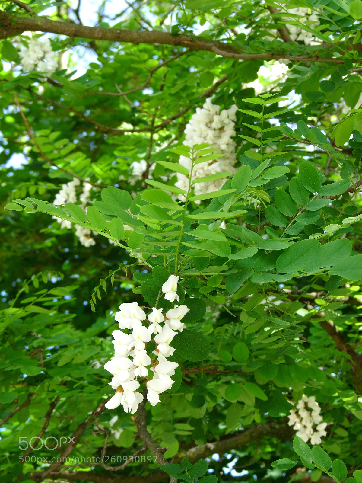 Canon PowerShot SX40 HS sample photo. Robinia pseudoacacia photography