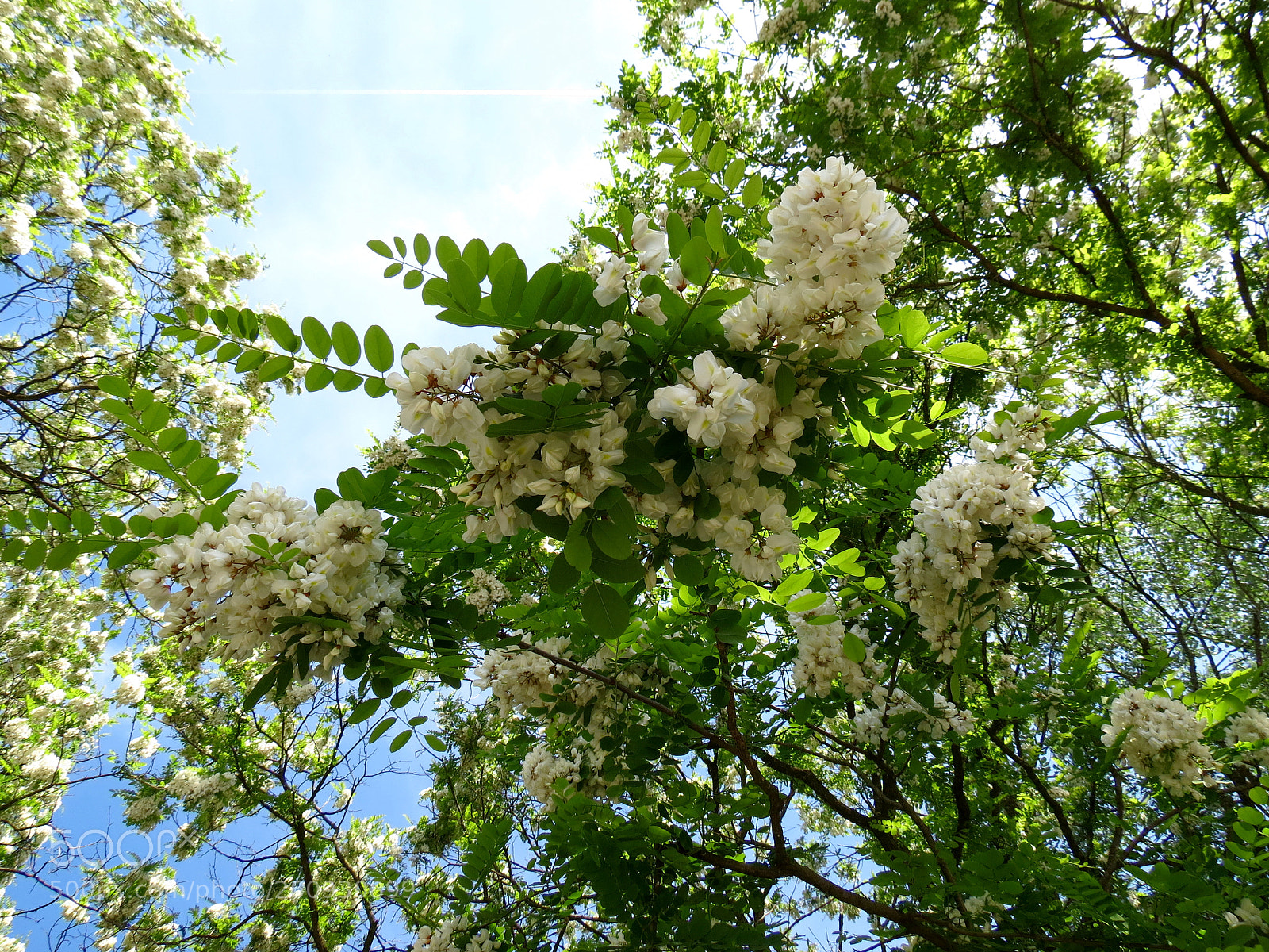 Canon PowerShot SX40 HS sample photo. Robinia pseudoacacia photography
