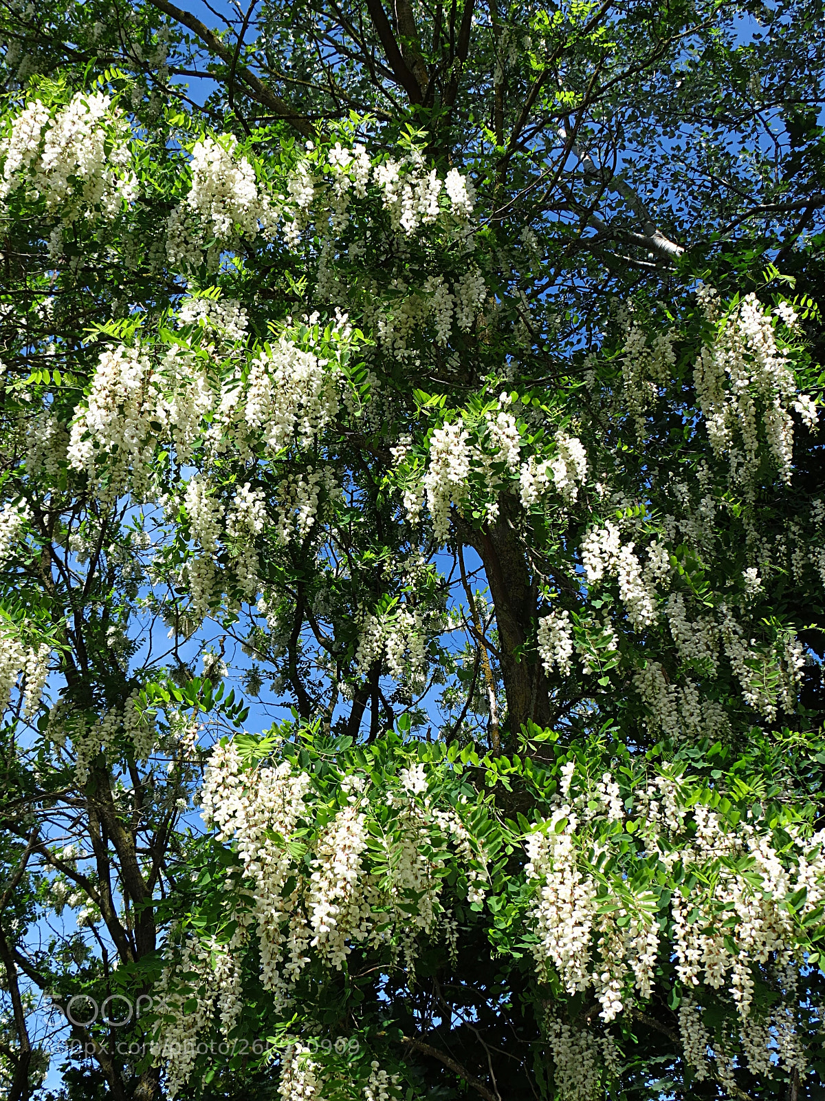 Canon PowerShot SX40 HS sample photo. Robinia pseudoacacia photography