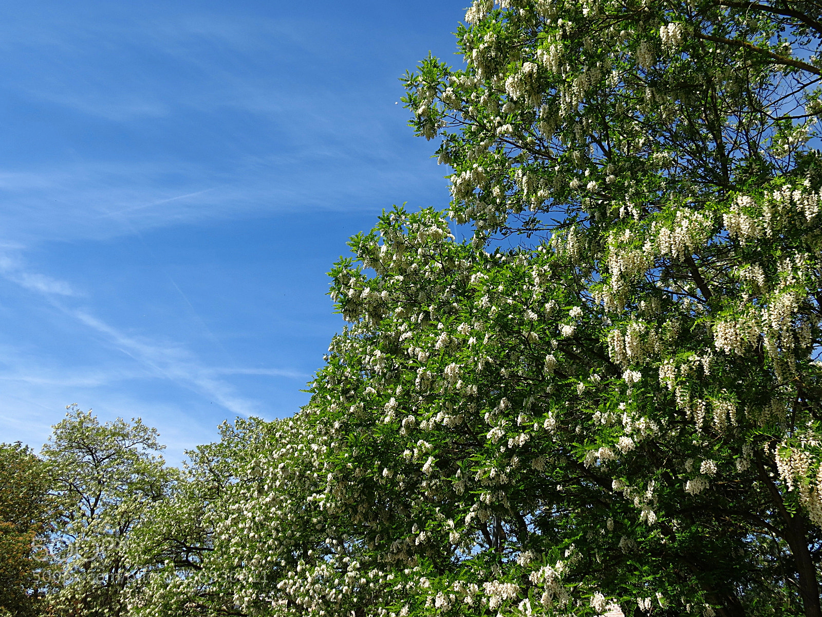 Canon PowerShot SX40 HS sample photo. Robinia pseudoacacia photography