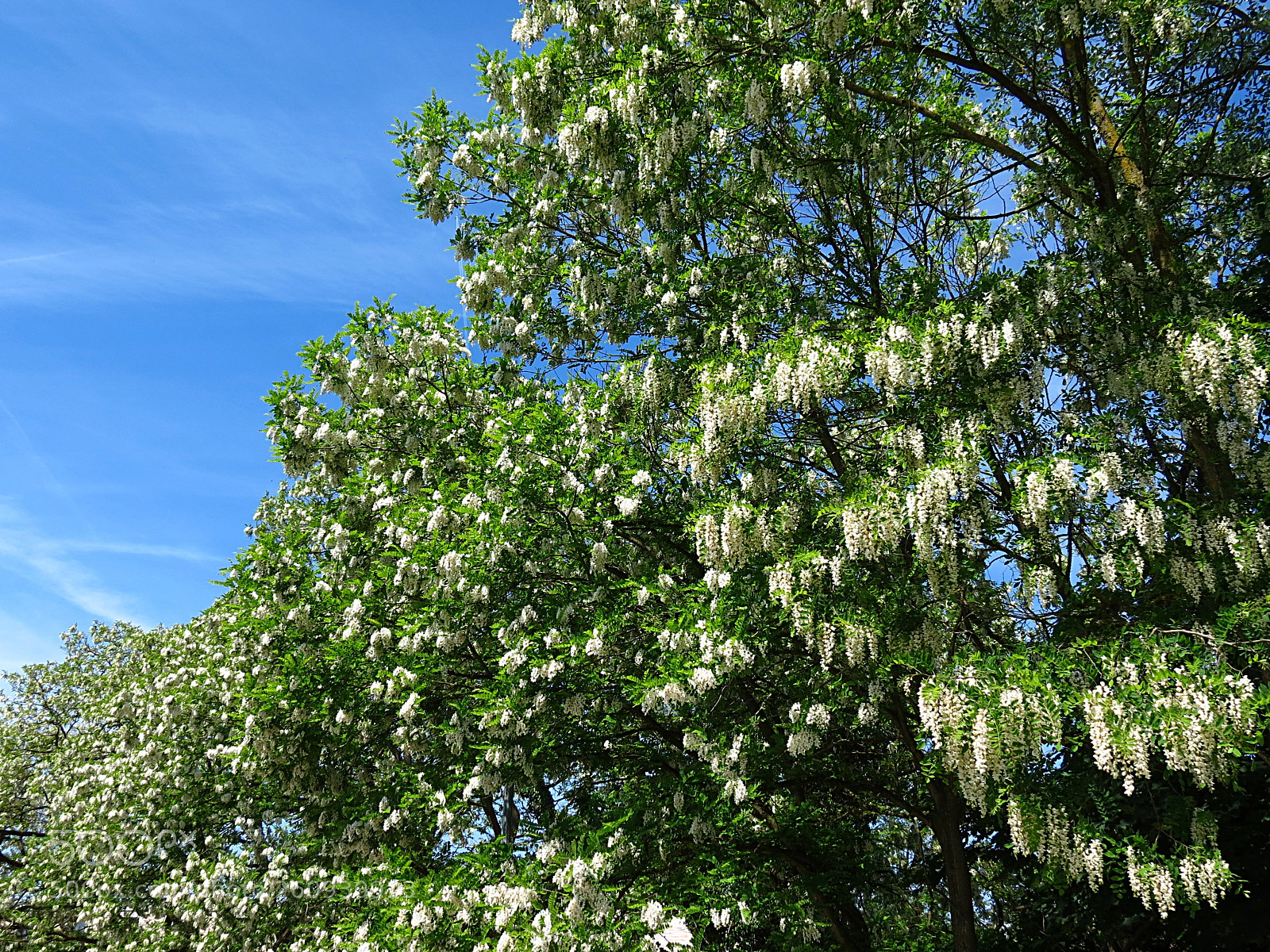 Canon PowerShot SX40 HS sample photo. Robinia pseudoacacia photography