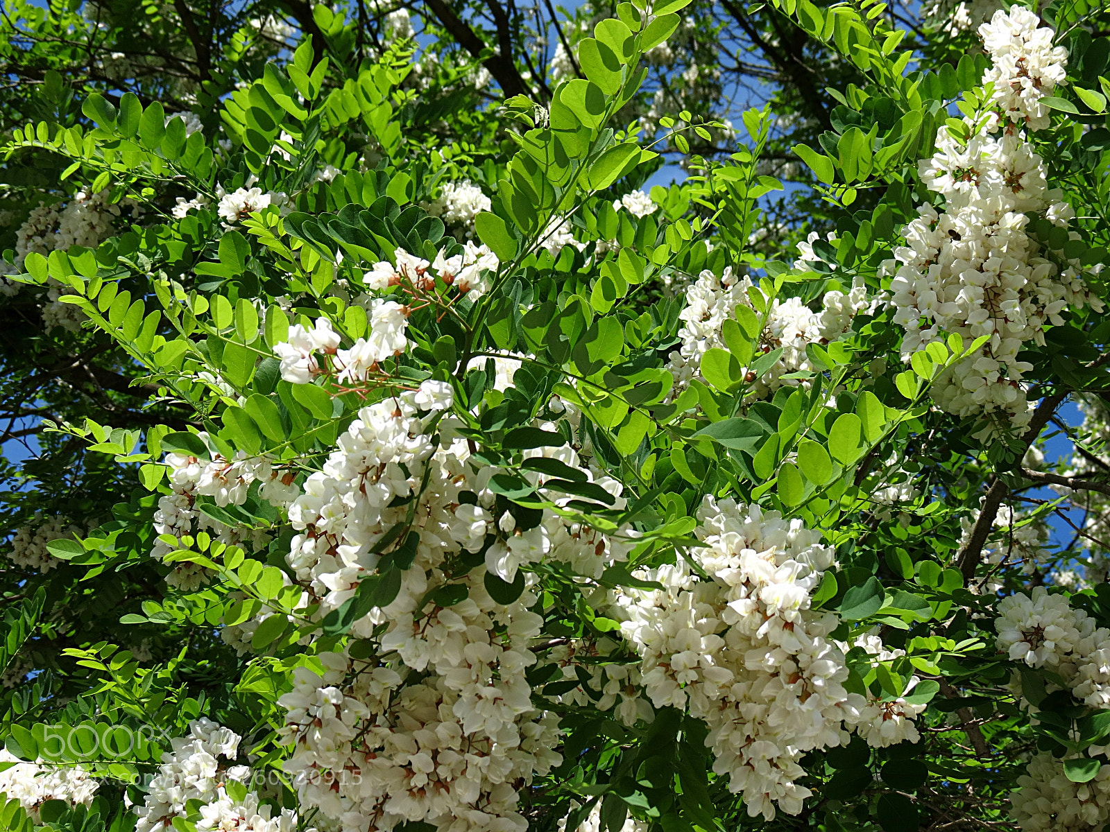 Canon PowerShot SX40 HS sample photo. Robinia pseudoacacia photography