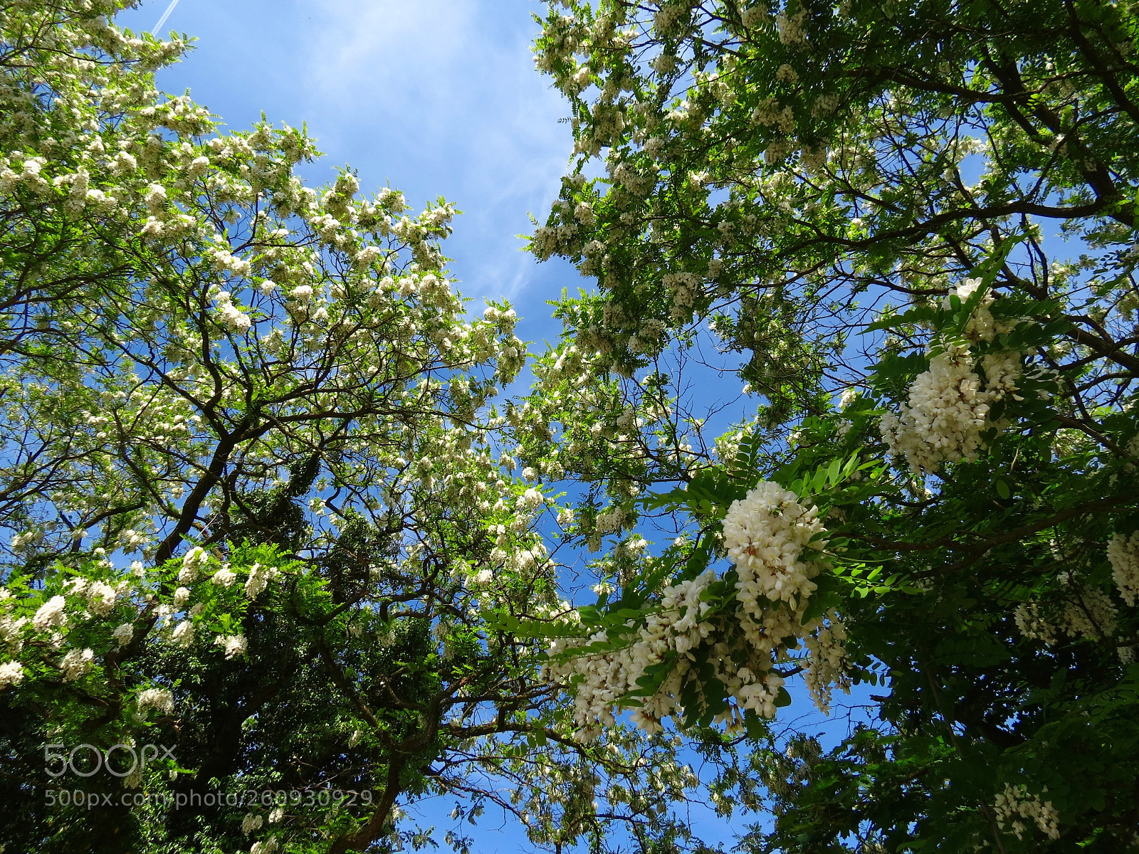 Canon PowerShot SX40 HS sample photo. Robinia pseudoacacia photography