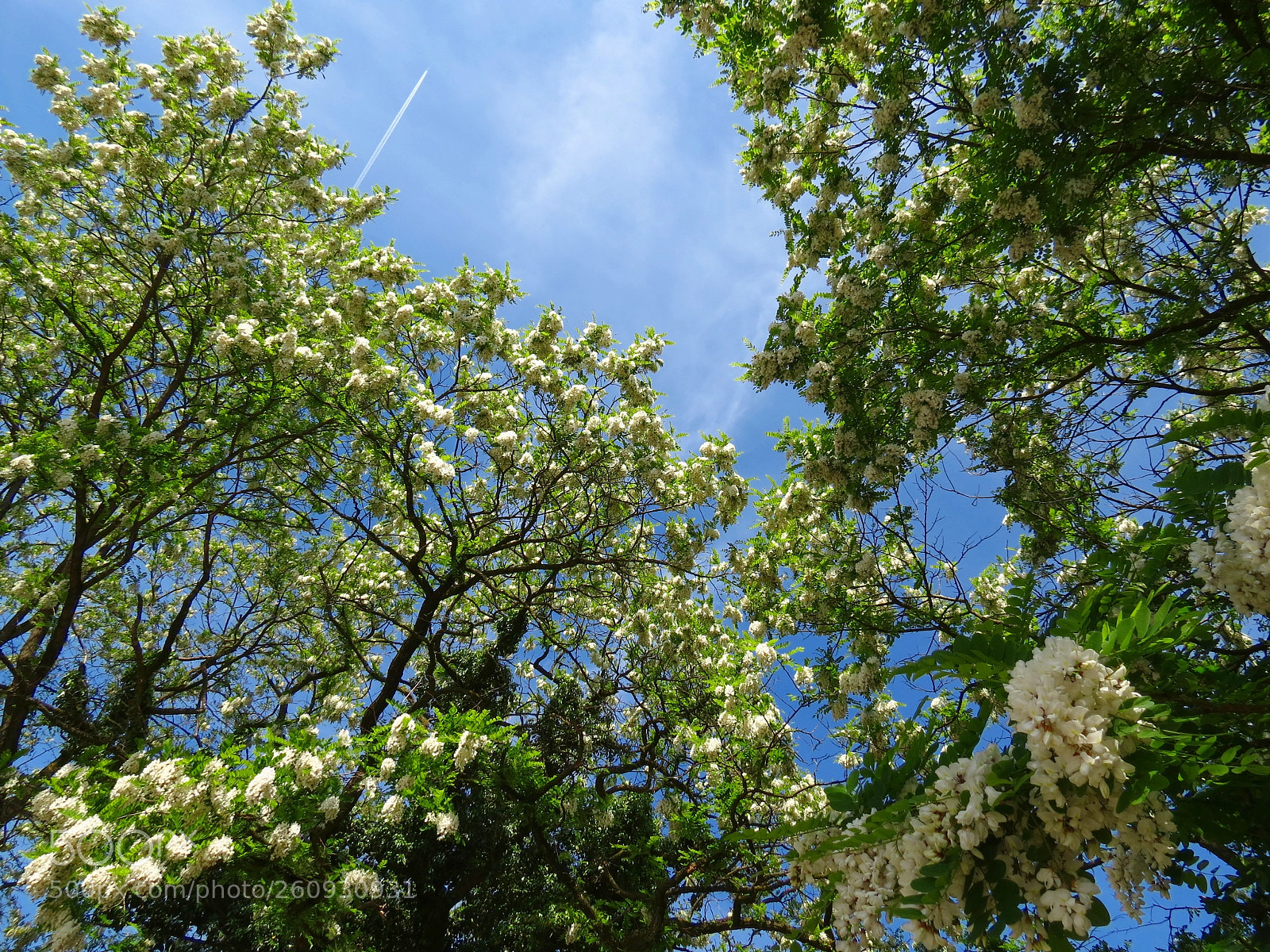 Canon PowerShot SX40 HS sample photo. Robinia pseudoacacia photography