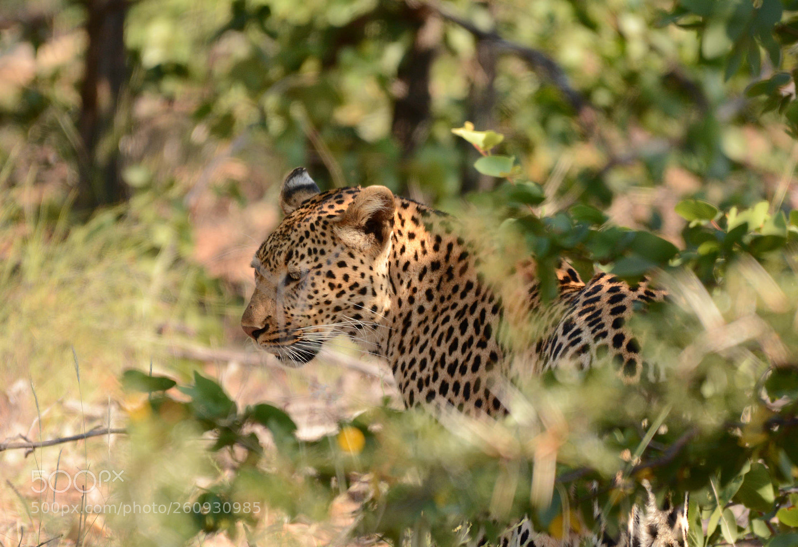 Nikon D7100 sample photo. Leopard again. photography