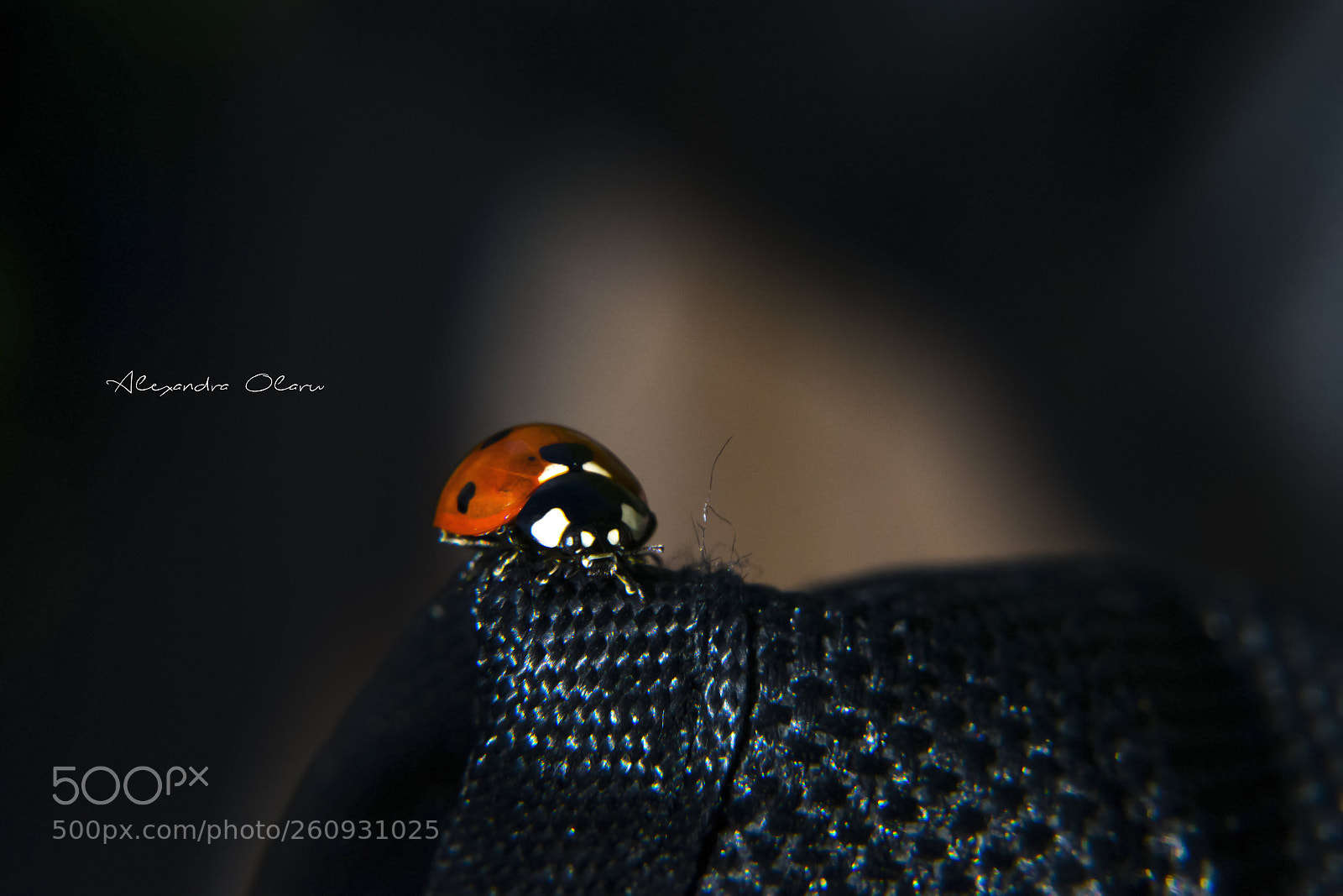 Nikon D5300 sample photo. Coccinella septempunctata photography