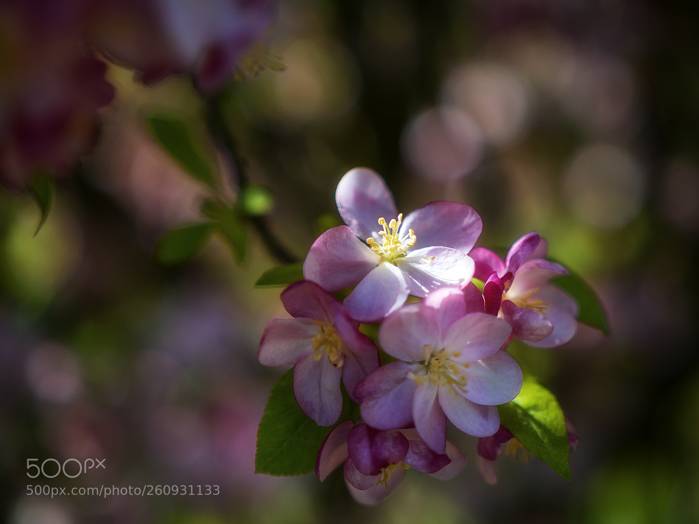 Nikon D5500 sample photo. Spring photography
