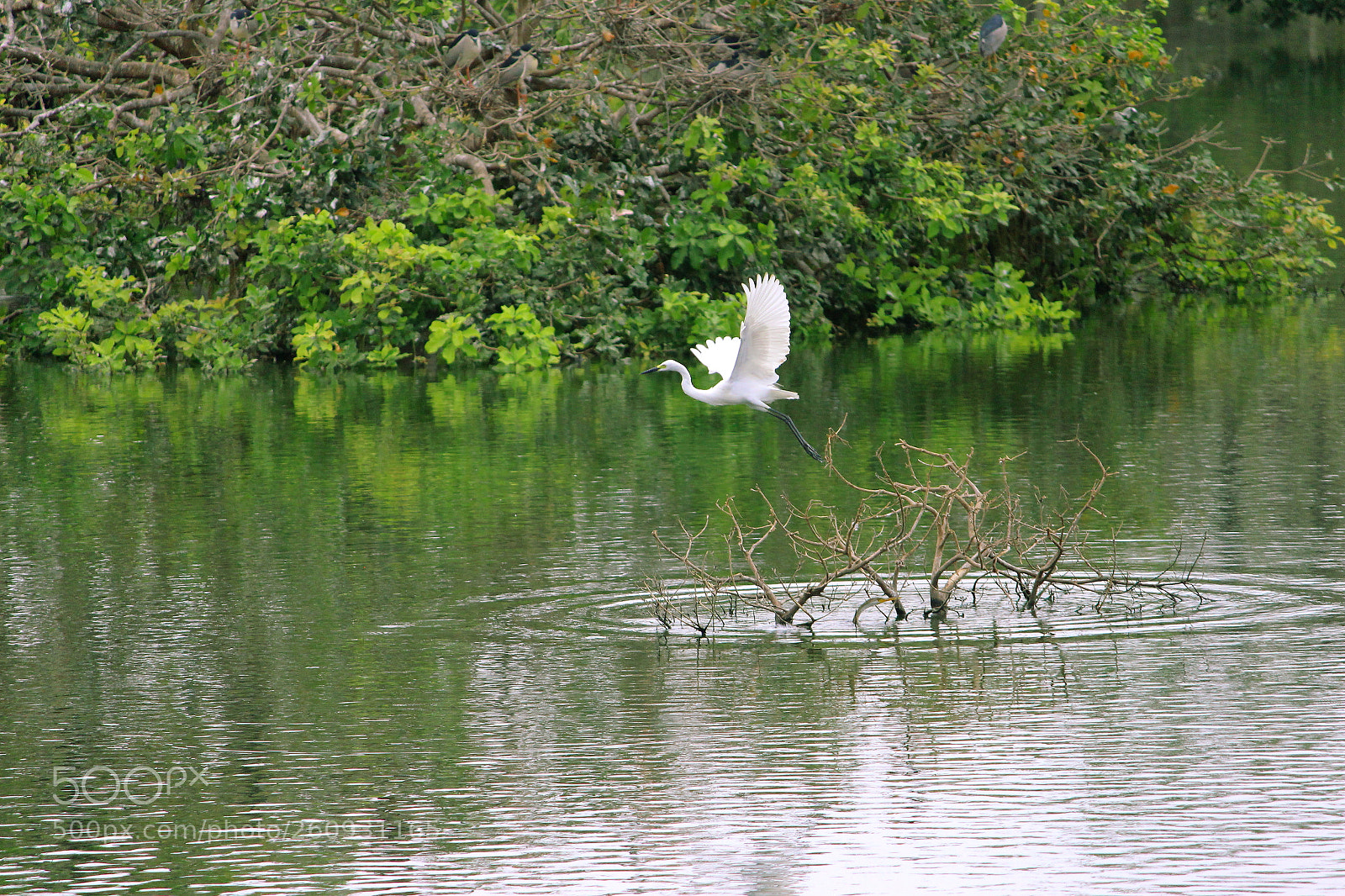 Canon EF-S 55-250mm F4-5.6 IS II sample photo. Untitled photography