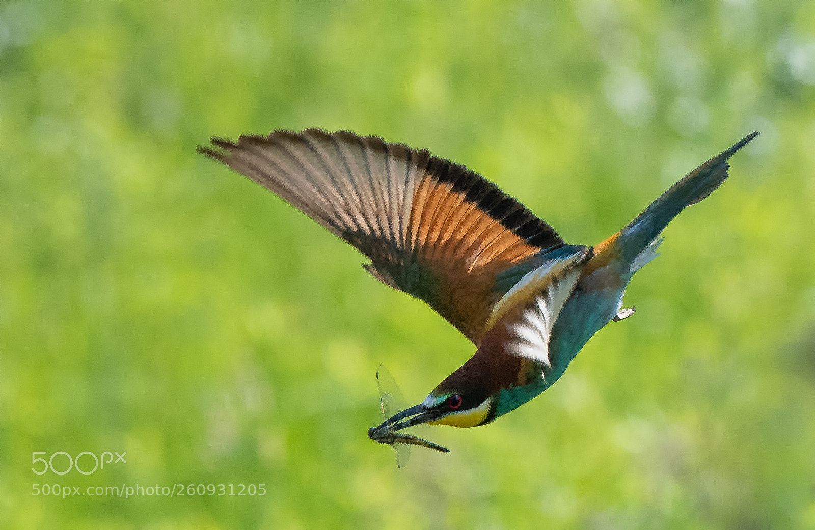Nikon D500 sample photo. Bee-eater photography