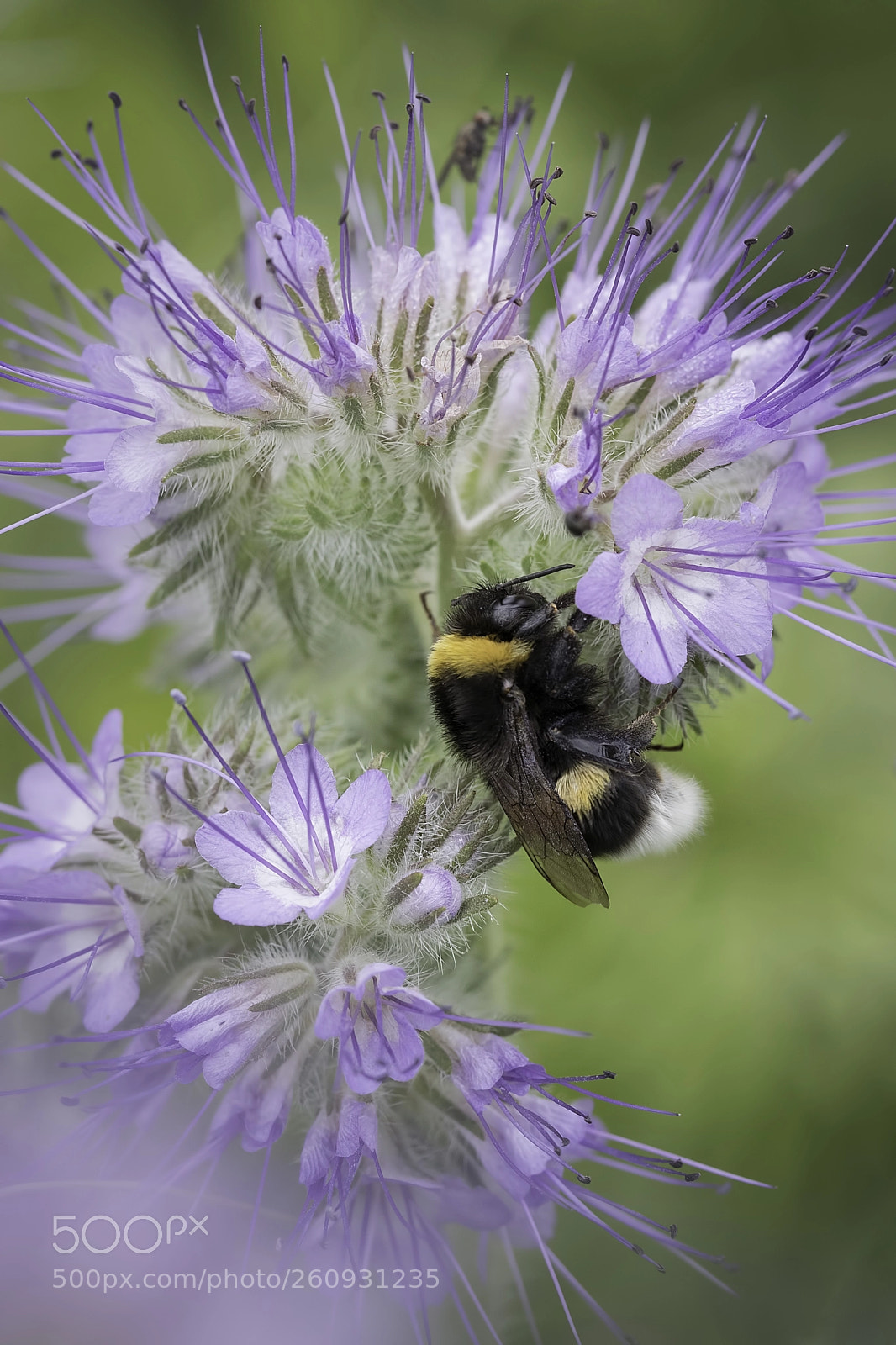 Canon EOS 80D sample photo. Bumblebee sleeping photography