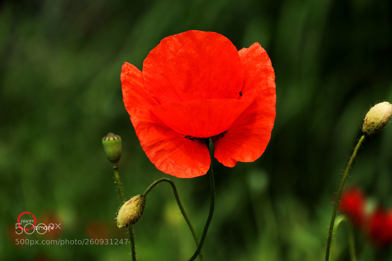 Canon EOS 7D Mark II sample photo. Ca photography