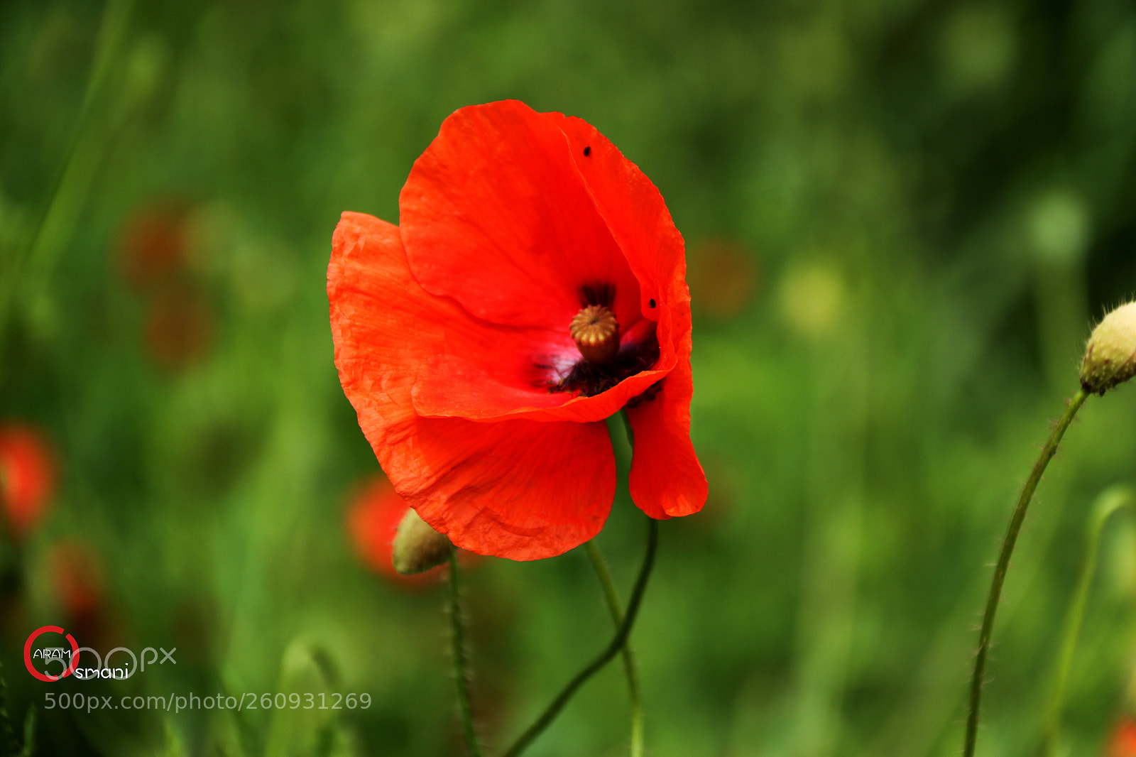 Canon EOS 7D Mark II sample photo. Ca photography