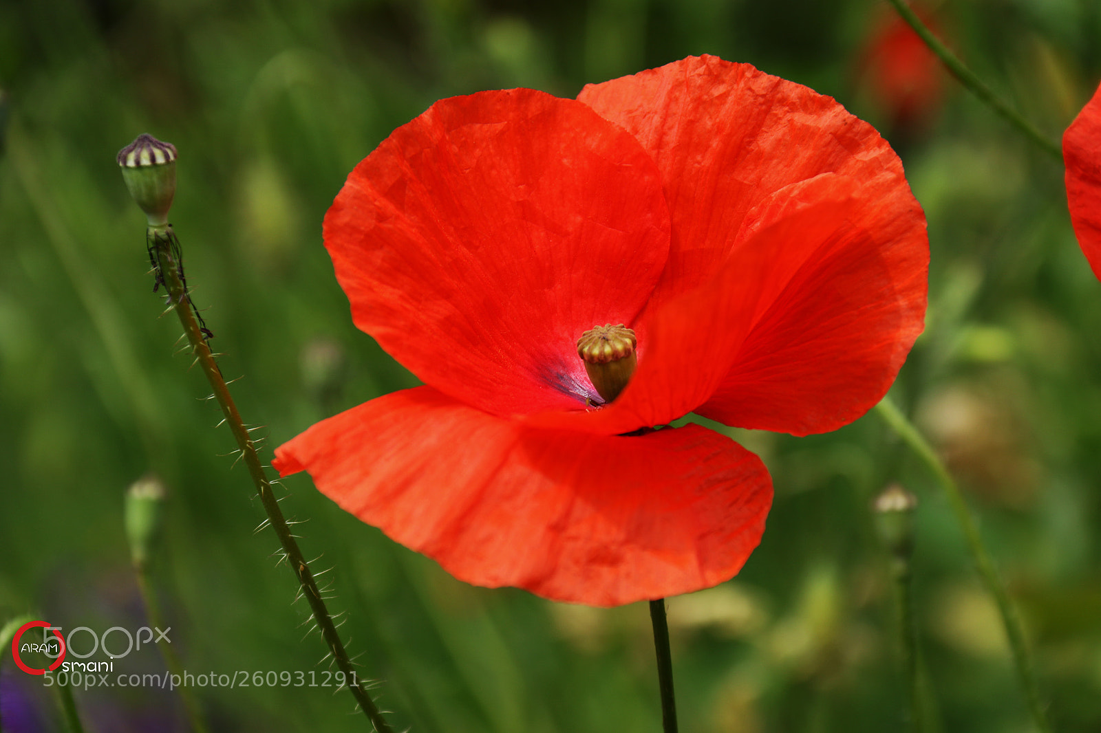Canon EOS 7D Mark II sample photo. Ca photography