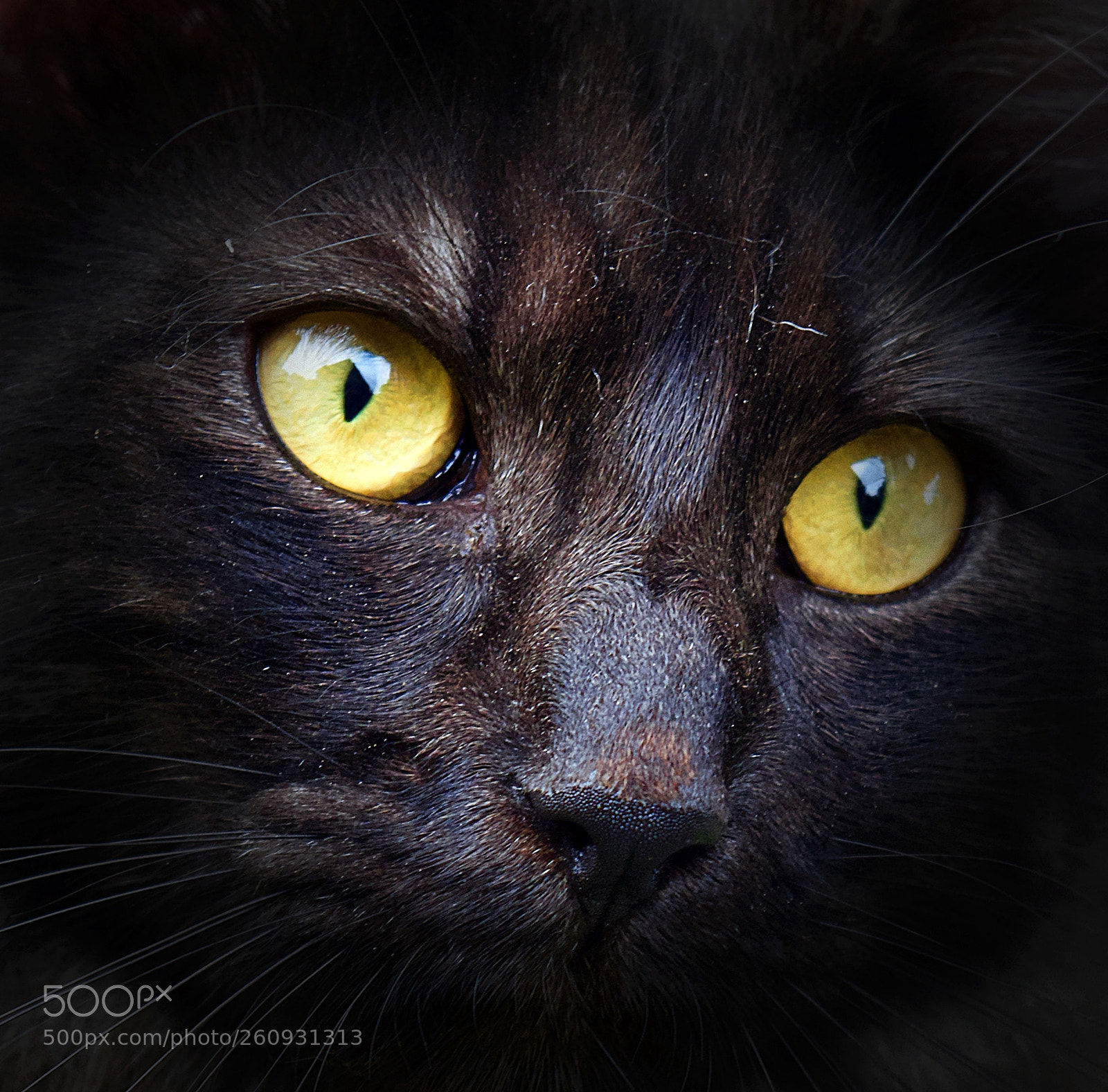 Nikon D5200 sample photo. Yellow eyes photography