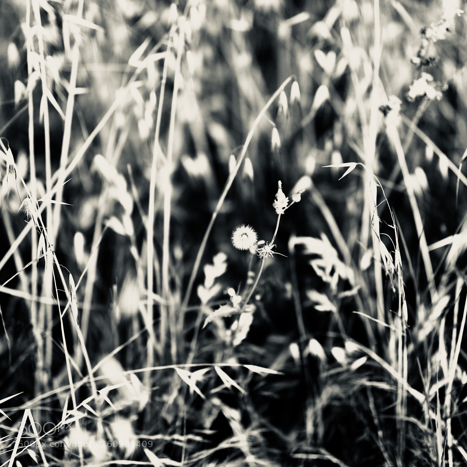 Canon EOS 5DS sample photo. Splendor in the grass photography