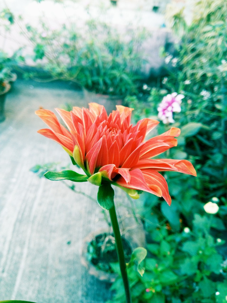 GIONEE A1 lite sample photo. Dahlia photography
