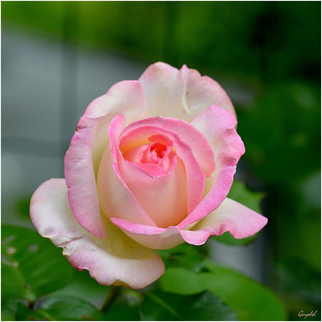 Nikon D5200 sample photo. Softness ... photography